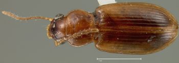 Media type: image;   Entomology 7149 Aspect: habitus dorsal view